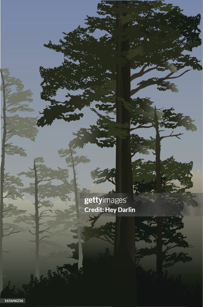Trees on the Coast