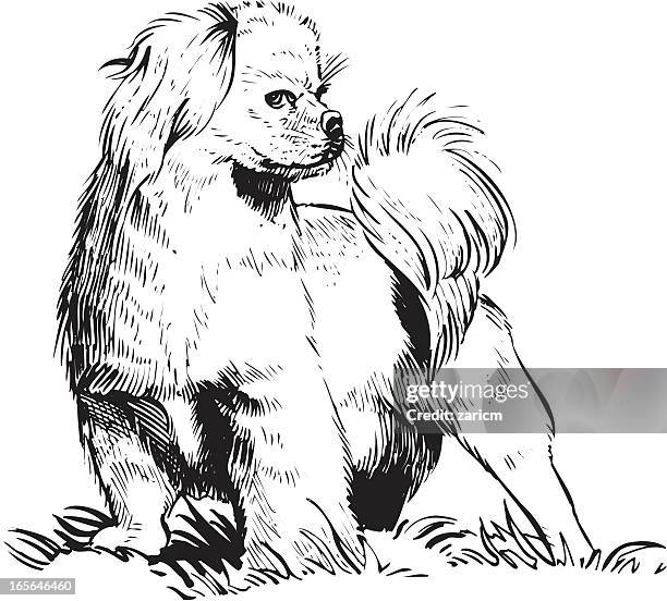 pele - - pekingese stock-grafiken, -clipart, -cartoons und -symbole