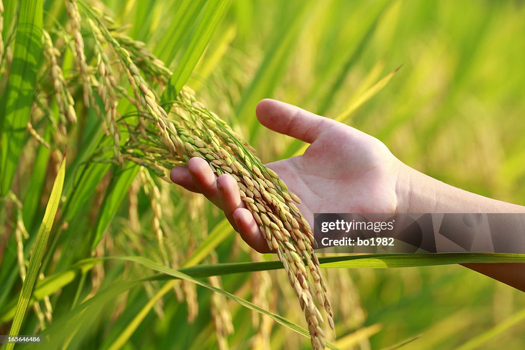 Rice harvest