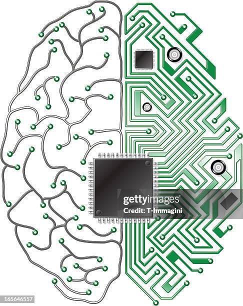 illustrations, cliparts, dessins animés et icônes de circuit imprimé de cerveau - cerveau fond blanc