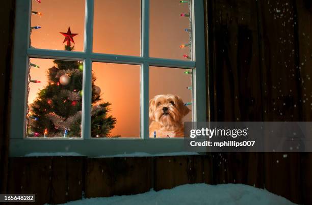 perro de navidad - christmas dog fotografías e imágenes de stock