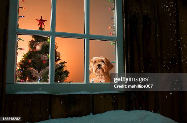 christmas dog - dog waiting stock pictures, royalty-free photos & images