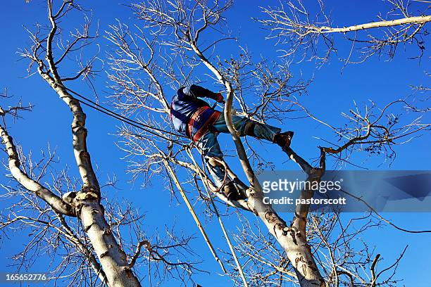 chainsaw arborist tree surgeon high cutting sawdust - sawing stock pictures, royalty-free photos & images
