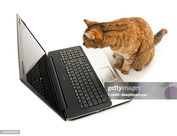 cat looking in a laptop screen - browsing the internet - cat laptop stock pictures, royalty-free photos & images