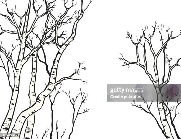 aspen line art - aspen trees stock illustrations