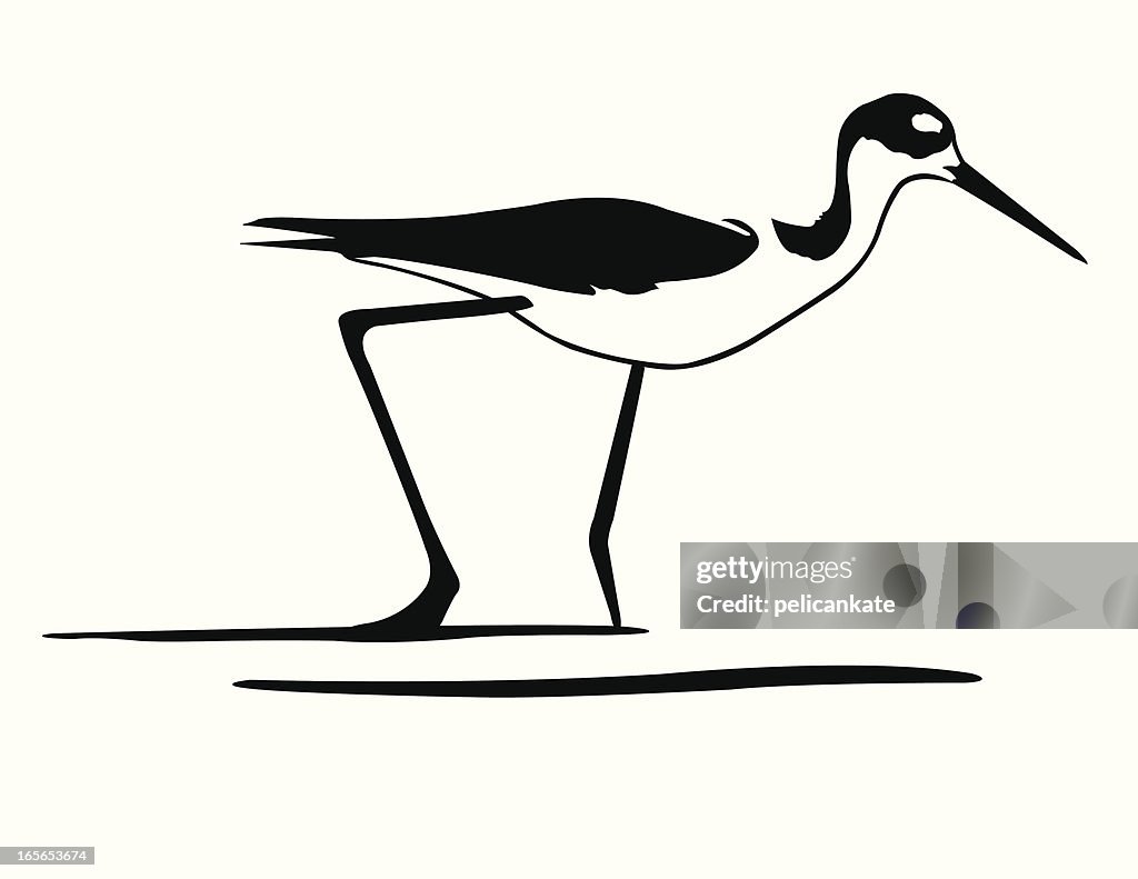 Black-necked Stilt