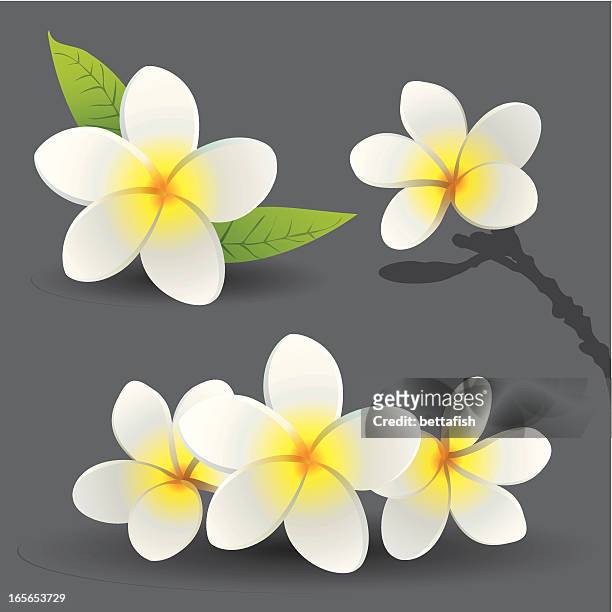 stockillustraties, clipart, cartoons en iconen met frangipani flowers (plumeria) - frangipani