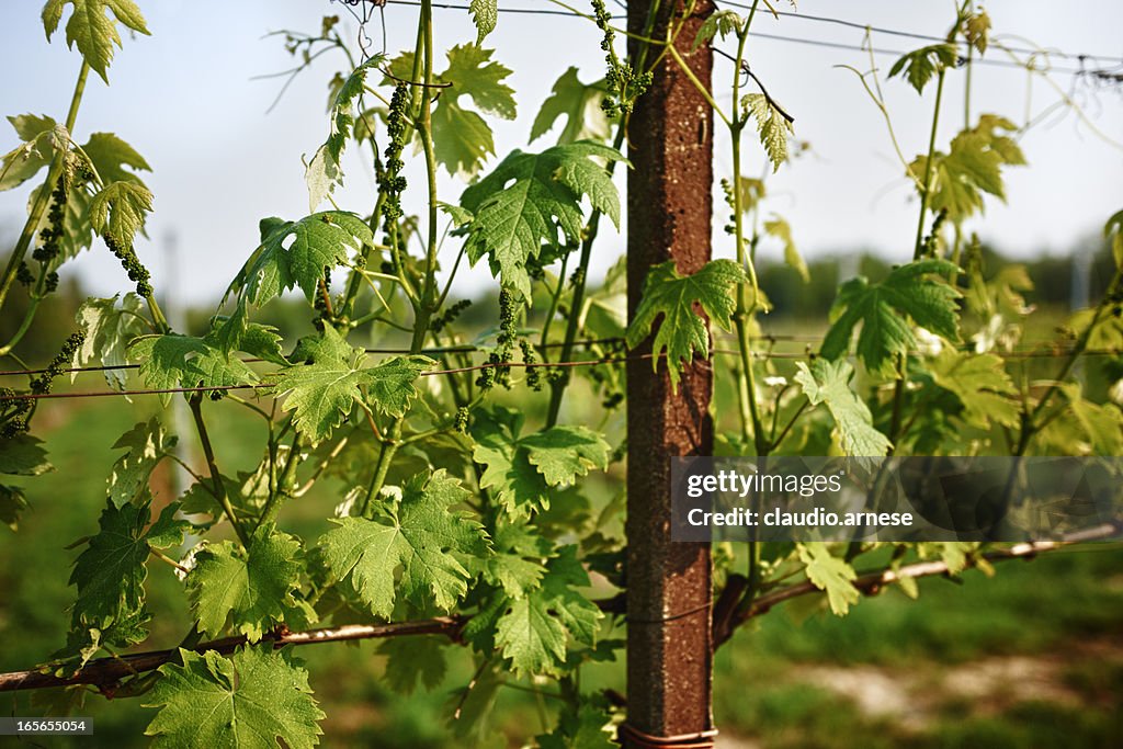 Vineyard. Color Image