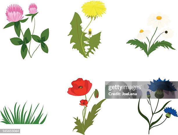 stockillustraties, clipart, cartoons en iconen met wild flower assortment - korenbloem