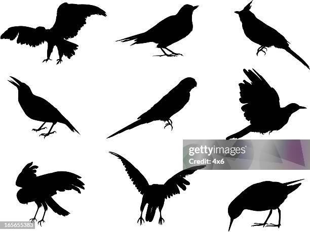 silhouettes of various birds - quail bird stock illustrations