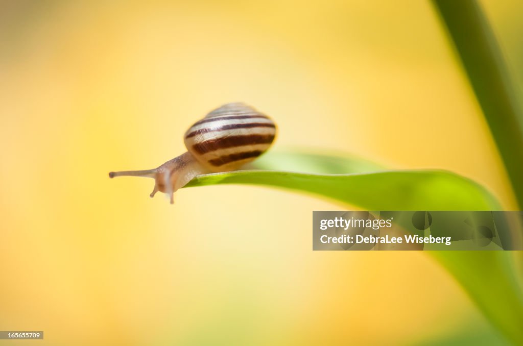 Mr. Snail In Yellow