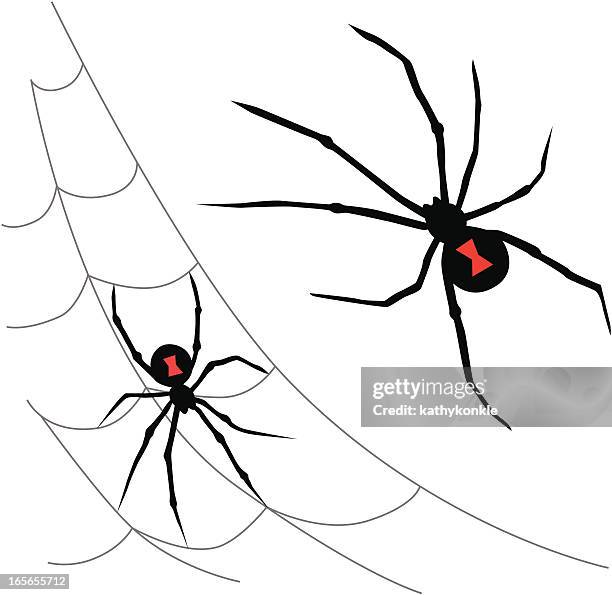 black widow spiders - black widow spider stock illustrations