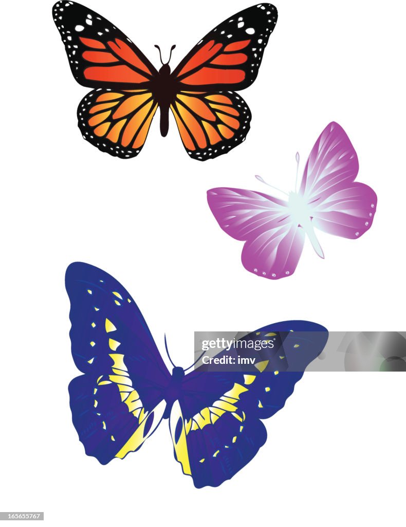 Butterflies illustration