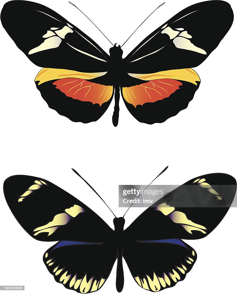 Butterflies illustration