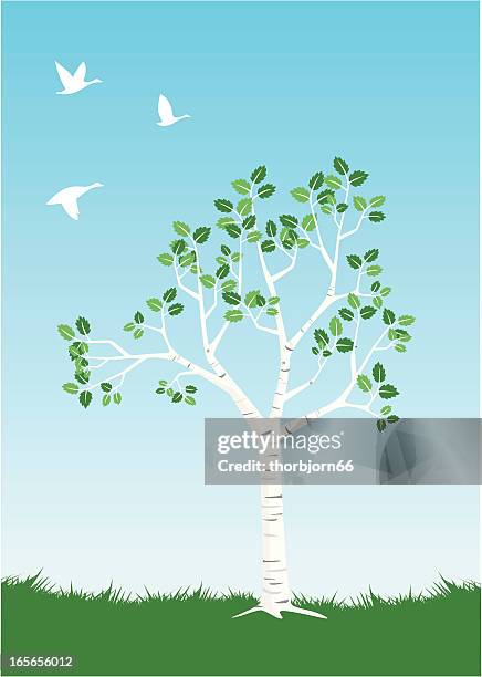 elegant birch springtime - birch stock illustrations