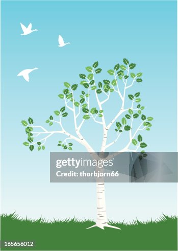 Elegant Birch Springtime Elegant Birch Springtime