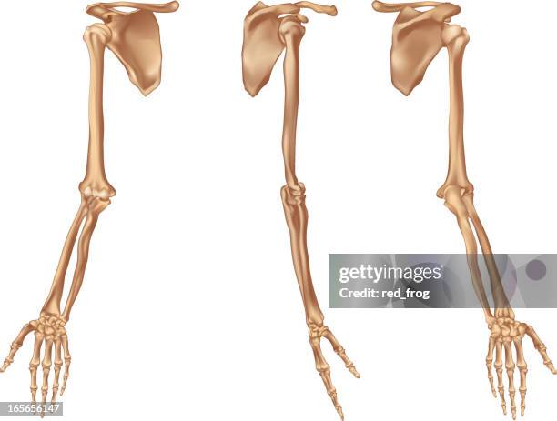 rechten arm bones - elle armknochen stock-grafiken, -clipart, -cartoons und -symbole