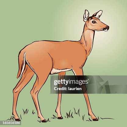 Doe Doe