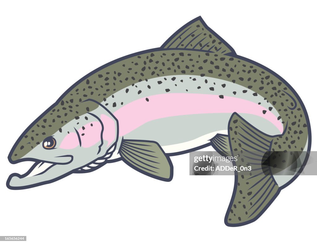 Rainbow trout