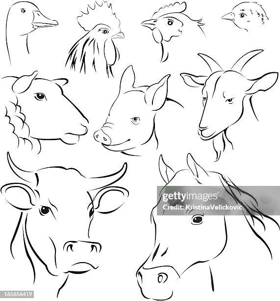 simple animals - dairy goat stock illustrations