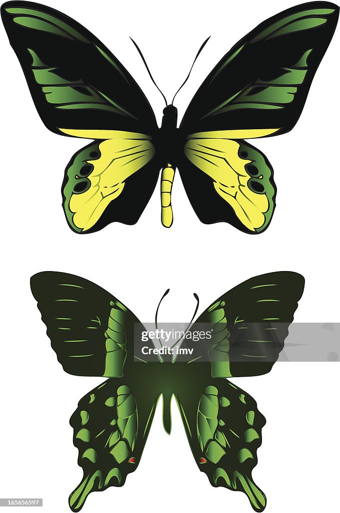 Butterflies illustration