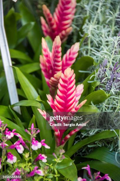 vriesea flaming sword on sale at flower market - bromeliad fotografías e imágenes de stock