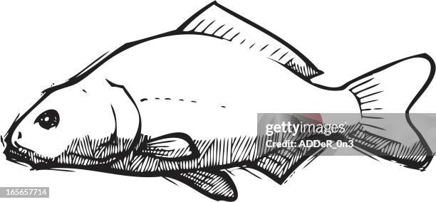 carp sketch - carp stock illustrations