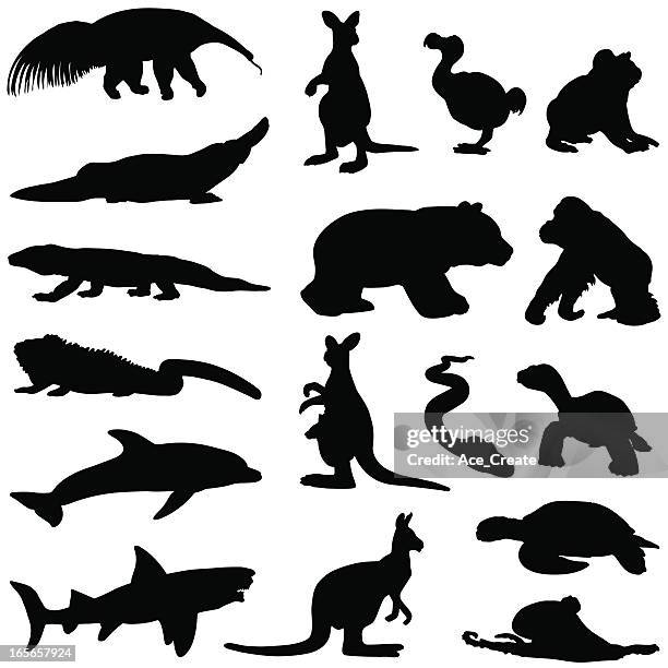 stockillustraties, clipart, cartoons en iconen met hot climate animal silhouettes - koala