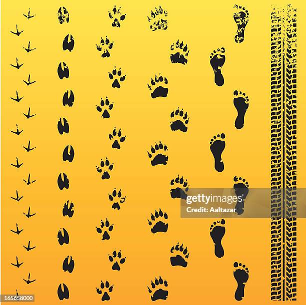 ilustraciones, imágenes clip art, dibujos animados e iconos de stock de grunge impronta de animal evolución - carretera de tierra