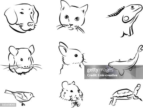 petstore animals - carp stock illustrations