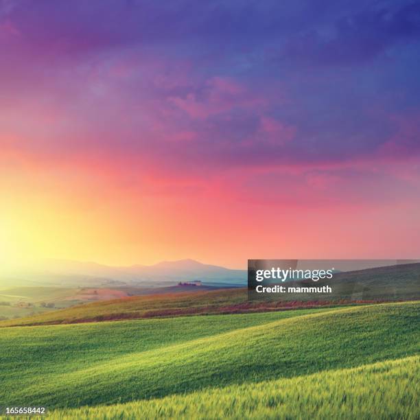 rainbow dawn in tuscany - purple wheat stock pictures, royalty-free photos & images