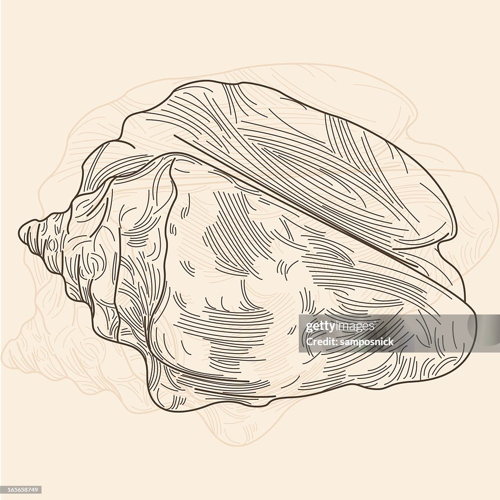 Conch Shell