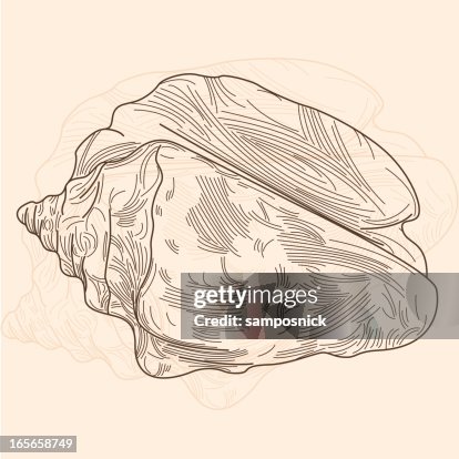 Conch Shell High-Res Vector Graphic - Getty Images