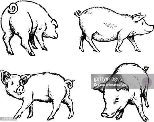 ilustraciones, imágenes clip art, dibujos animados e iconos de stock de los cerdos ilustración - pig