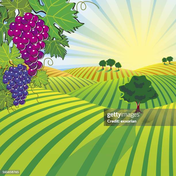 vineyard - vineyard stock illustrations