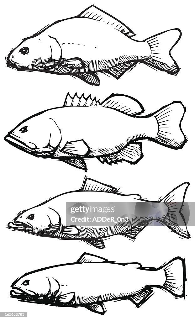 Fish Collection Drawing Fish Sketch Collection High-Res Vector Graphic - Getty Images
