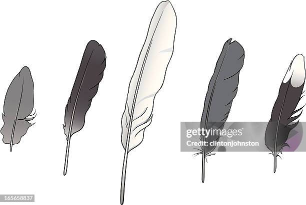 collection of feathers - robin flying stock illustrations