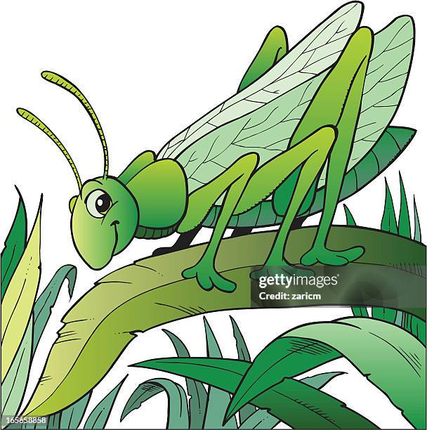 grasshopper - grasshopper stock illustrations