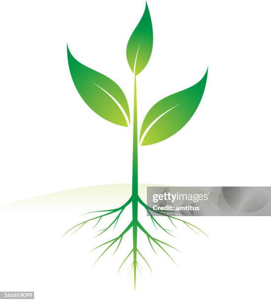 26 3点の茎イラスト素材 Getty Images 26 3点の茎イラスト素材 Getty Images