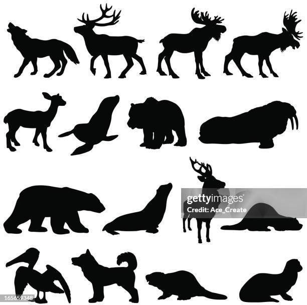 ilustraciones, imágenes clip art, dibujos animados e iconos de stock de north american animales silhouette set 2 - morsa