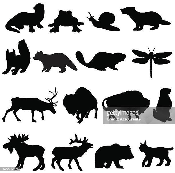 north american tiere silhouette kollektion - eichhörnchen gattung stock-grafiken, -clipart, -cartoons und -symbole