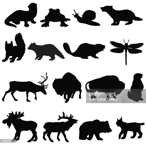 north american animals silhouette collection - giant frog stock illustrations