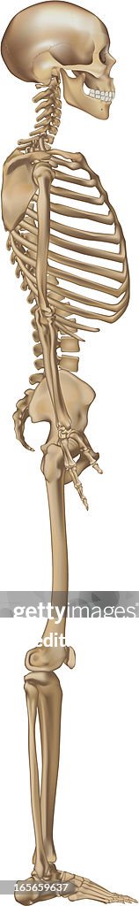 Human skeleton, side view