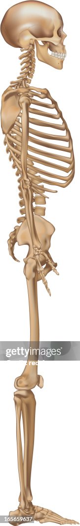 Skeleton Side Profile