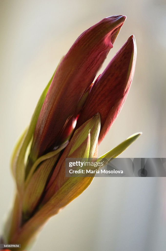 Amaryllis houseplant in bloom