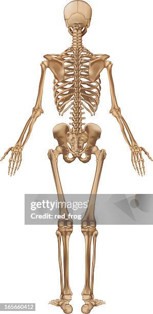 human skeleton, back view - back ribs stock illustrations