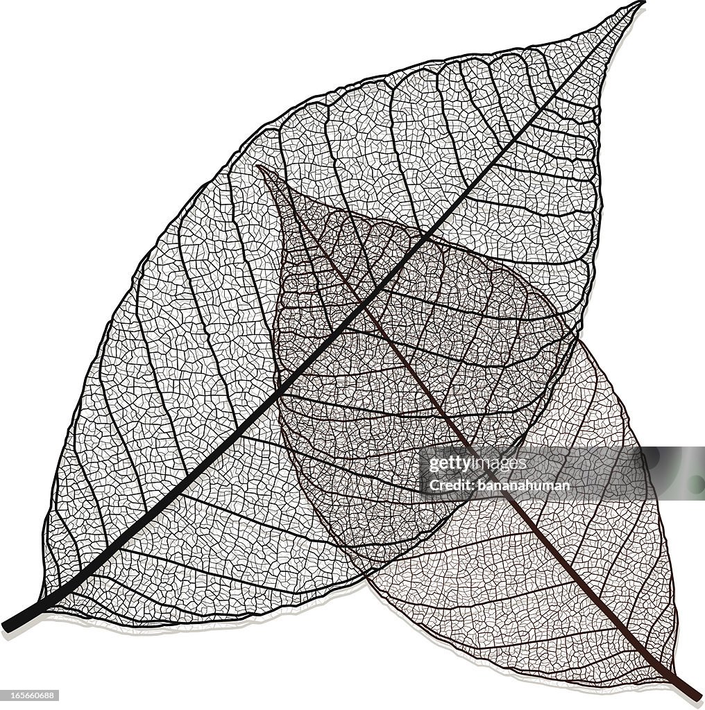 Transparent Leaf