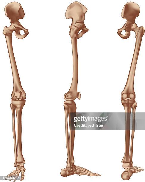 right leg bones - femur stock illustrations