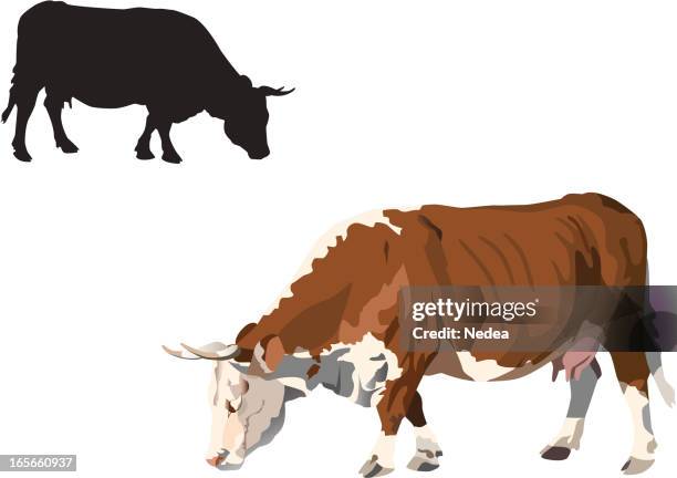 feeding hereford cow on white - feeding stock illustrations