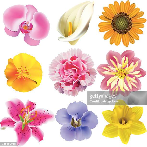 ilustraciones, imágenes clip art, dibujos animados e iconos de stock de flor 2 - carnation flower